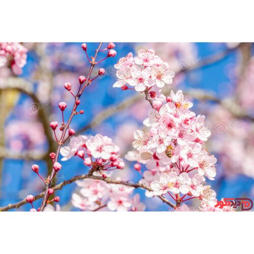 تصویر اصلی برای چاپ پرده زبرا کد AZ-02 عکس چاپی شکوفه گیلاس و زمینه آسمان آبی