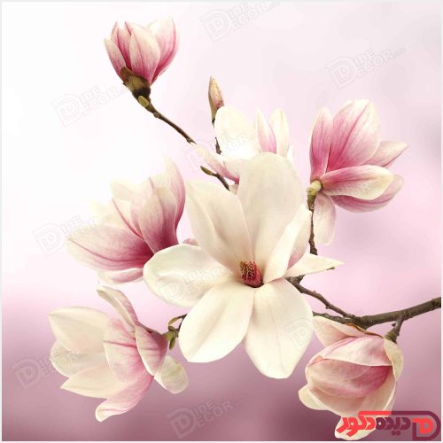 تصویر شاخه گل بنفش az-055-az-55-azd-55