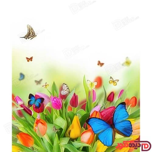 پرده زبرا دومکانیزم چاپی کد AZD-051 با طرح گل‌های لاله رنگارنگ و پروانه‌های آبی بر زمینه سفید و سبز،